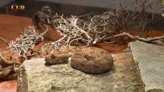 Terčin zvířecí svět