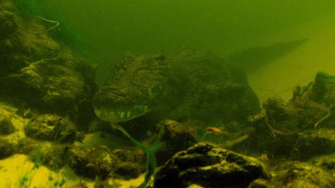 Dobrodružství vědy a techniky - Okavanžští krokodýli