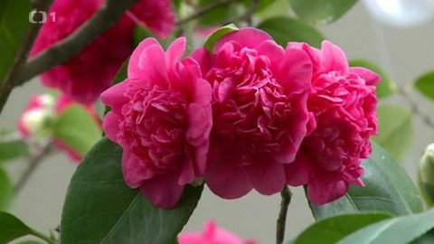 Toulavá kamera - 15. března 2015