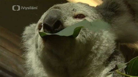 Objektiv - 12. března 2006