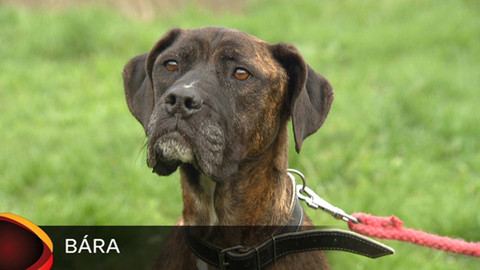 Chcete mě? - Chcete je?