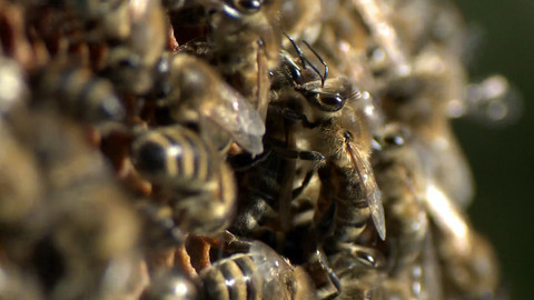 Nedej se! - Úhyn včelstev