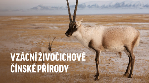 Vzácní živočichové čínské přírody