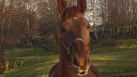 PORT - Port / Brána