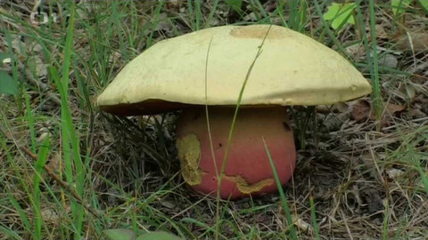 Živé srdce Evropy - Velký vrch