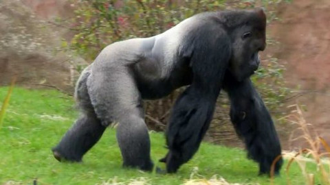 Gorilí povídání - 11/13 O antilopách