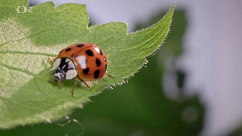 Dobrodružství vědy a techniky - Superhvězdy bioniky