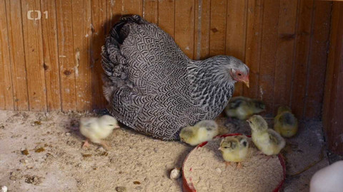 Co naše babičky uměly a na co my jsme zapomněli - Kvočna a kuřátka