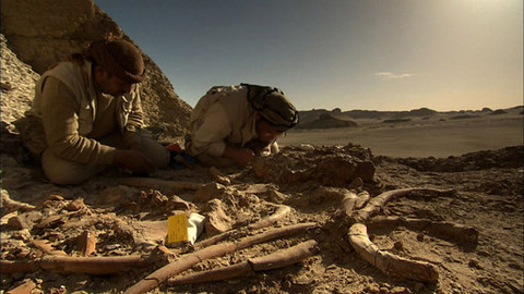 Tajemství na dně moří - 5/6 Vyhynulá zvířata - tři paleontologické záhady