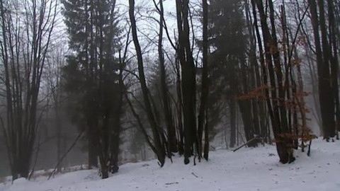 Přidej se - Na počátku byl selský les