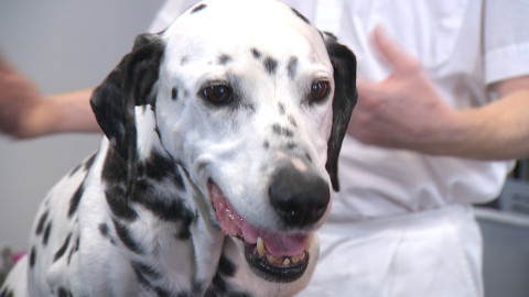 Chcete mě? - 26. března 2017