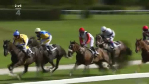 Jezdectví - Saint Leger