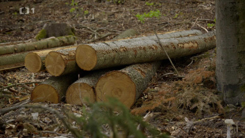 Kořeny lesa - Epizoda 11/40