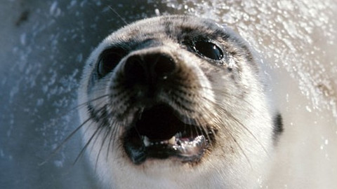 Zvířecí kameramané - Epizoda 12/13