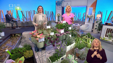 Sama doma - 12. února