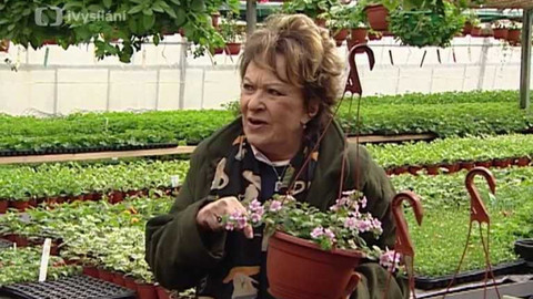 Dobrá rada nad zlato - 28. června 2008