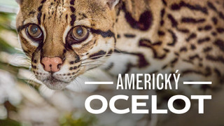 Americký ocelot