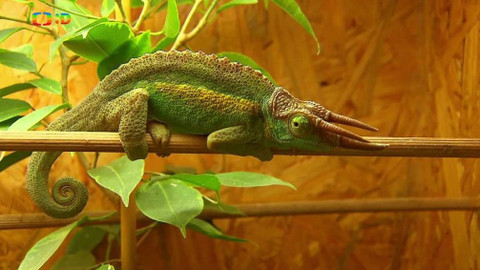 Terčin zvířecí svět - 23. března 2018