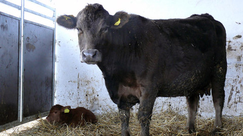 Malá farma - Telata