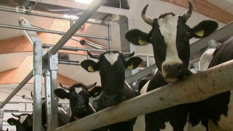 Evropa dnes - Druhově přiměřený chov skotu