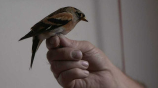 Cesty tažných ptáků