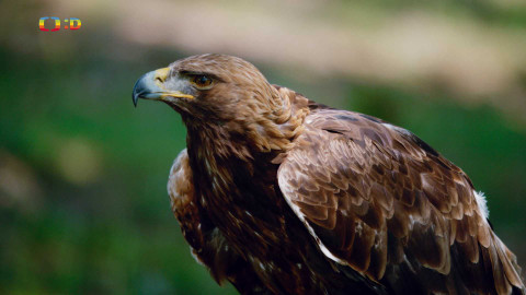 V divočině, tam to žije - Epizoda 1/40