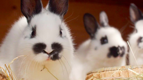 Co naše babičky uměly a na co my jsme zapomněli - Králík