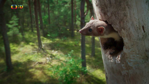 V divočině, tam to žije - Epizoda 4/40