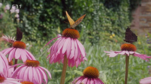 Herbář - 13. listopadu 2022