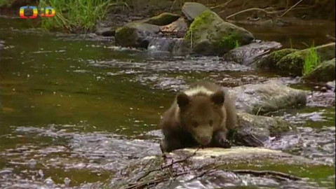 Méďové - Ve skalním bludišti