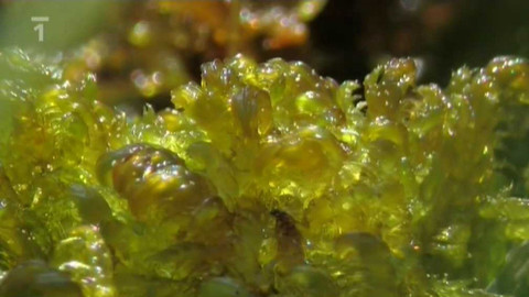 Živé srdce Evropy - Srpnatka fermežová