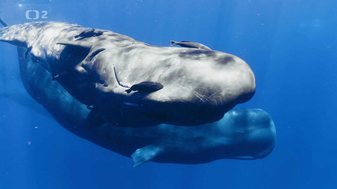 Středomoří – soužití člověka a přírody - 2/5 Péče o potomstvo