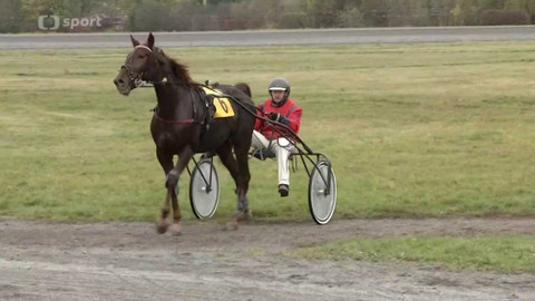 Jezdectví - Klusácký St. Leger