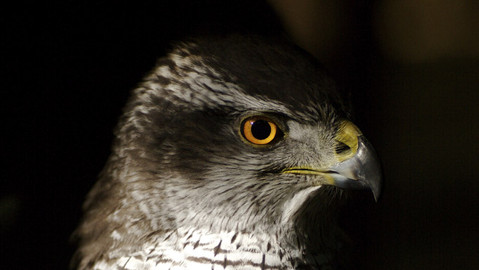 60 zvířecích zabijáků - Epizoda 12/20