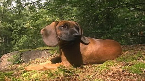 Madla a Ťap - 2/13 Jak ho zachránili