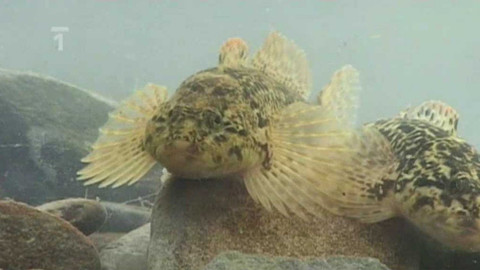 Živé srdce Evropy - Vranka pruhoploutvá