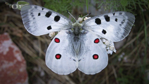 Polopatě - 8. června