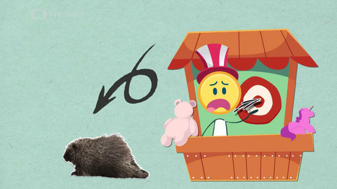 To je něco! - Je pravda, že dikobraz při ohrožení střílí ostny?