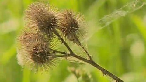 Moudronos - Díky rostlinám