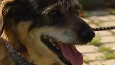 Chcete mě? - Chcete je?