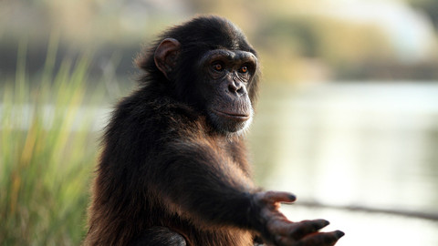 Podivuhodná zvířata - 4/12 Lidoopi