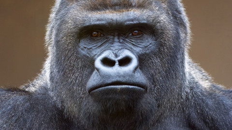 Naše kulatá planeta - Lidoopi, zrcadlo člověka