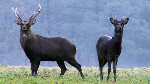 Tisíc let české myslivosti - 8. července 2011