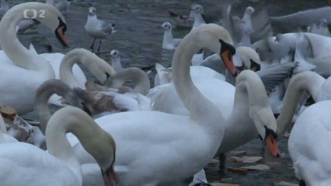 Nedej se! - Špína na hrad, marast na faru, labutě na naši řeku
