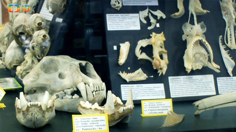 Lovci záhad - Čelisti