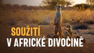 Soužití v africké divočině