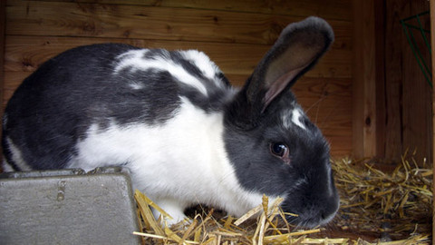 Malá farma - Smrt krásných králíků