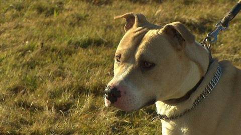 Chcete mě? - Chcete je?