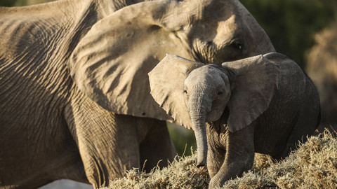 Poslední ráje na Zemi - Namib
