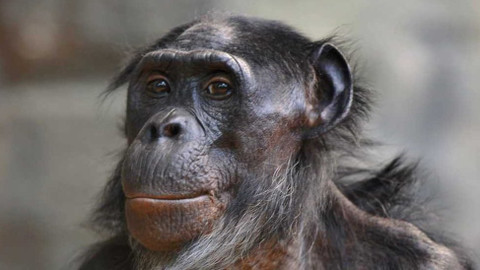 Dobrodružství vědy a techniky - Více opice, méně člověk?